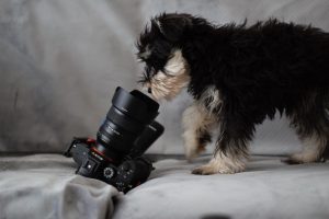 dog camera