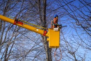 Tree Feller